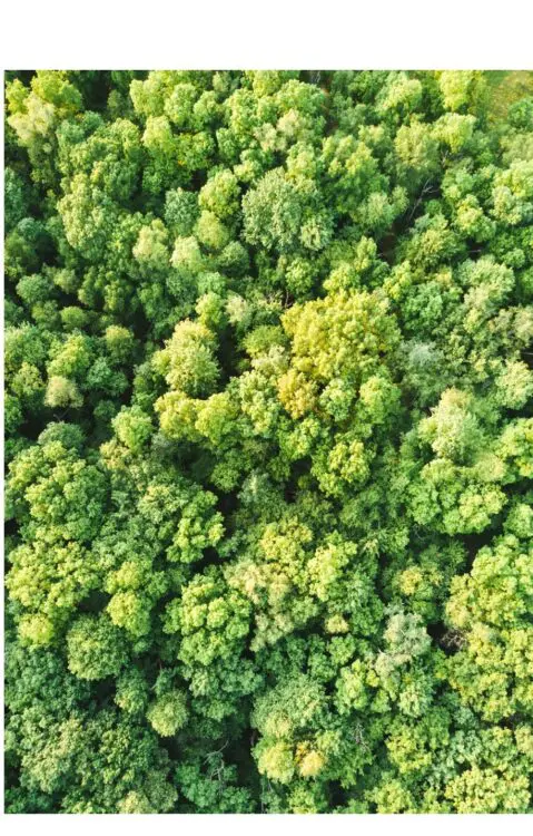 Birds-eye view of trees image