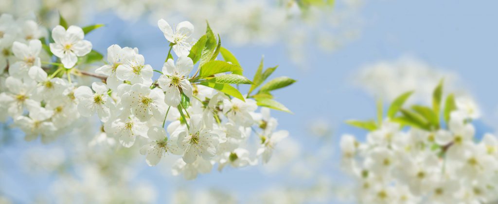 Close up of white flowers on tree